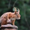 squirrel, rodent, animal-8154280.jpg